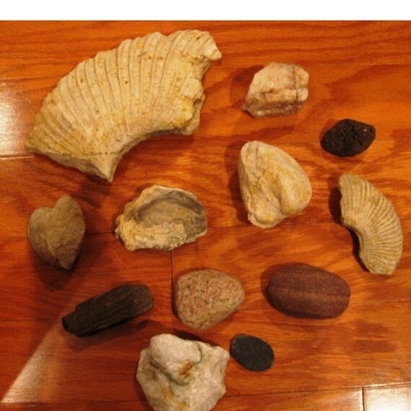 Instant Fossil/Rock Collection Lot 2 (Including 2 Pelecypod Fossils) - Picture 3 of 4